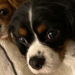 Cavalier King Charles Spaniels from Austin Jacob's Cavalier King Charles Spaniels