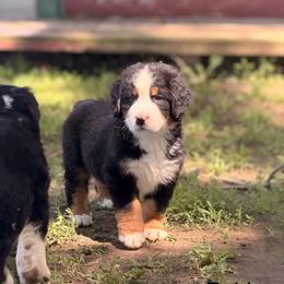 Raider - Tri-color male Bernese Mountain Dog puppy in New Haven, Indiana from Maumee Berners