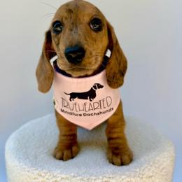 Quincy - Dapple female Dachshund puppy in Royse City, Texas from Truehearted Miniature Dachshunds