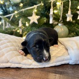 Tecova - Black tri-color female Aussiedoodle puppy in Clara City, Minnesota from Good Shepherd Aussiedoodles
