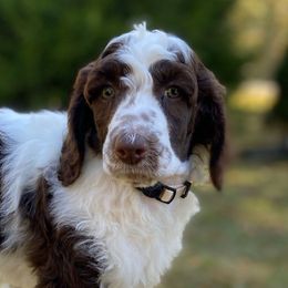 Maya - Parti female Poodle puppy in Alpine, Alabama from Alpine Acres Poodles