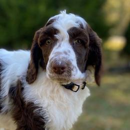 Maya - Parti female Poodle puppy in Alpine, Alabama from Alpine Acres Poodles