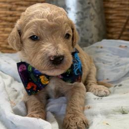 Davis - Apricot male Goldendoodle puppy in Willacoochee, Georgia from Kitandkboodle's Doodles