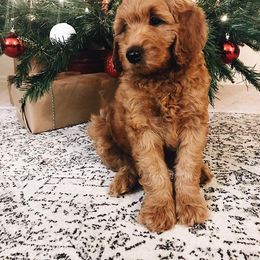 Goldendoodle Puppies from Bluebell Goldendoodles
