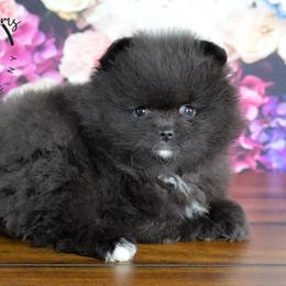 Storm - Black female Pomeranian puppy in Fultonville, New York from Sandy Aussies & Pomeranians