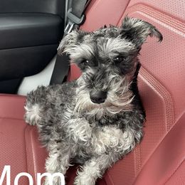 Lulu - Miniature Schnauzer