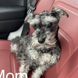 Lulu - Miniature Schnauzer