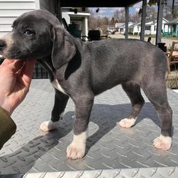 Mountain Cur Puppies from Walnut Ridge Mountain Curs