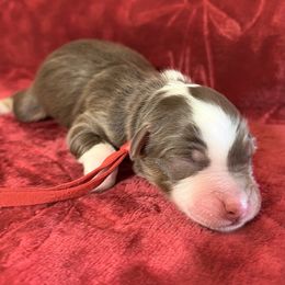 Cinnamon - Red tri-color male Australian Shepherd puppy in San Marcos, California from Faith Family Freedom Farm