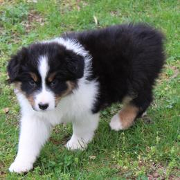 Simon - Black tri-color male Australian Shepherd puppy in Kansas, Oklahoma from Windy G Farm