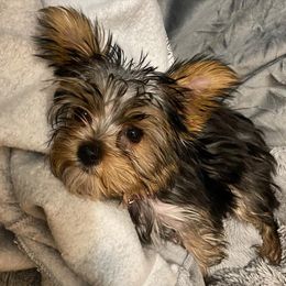 Yorkshire Terriers from Mason Jar Yorkies
