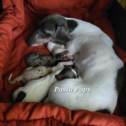 Dachshund puppies from Pasta Pups Miniature Dachshunds