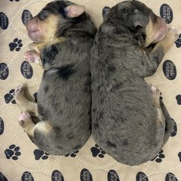 Sheepadoodle Puppies from Sarah Pearl’s Mini Sheepadoodles