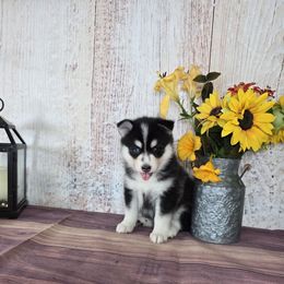 Ranae - Black and white female Pomsky puppy in Arthur, Illinois from Peace Road Puppies