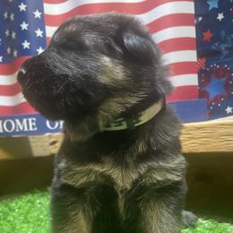 German Shepherd Puppies from American Viking GSD Ranch