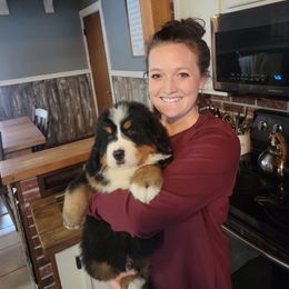 Bernese Mountain Dog Puppies from Muddy Paw Acres