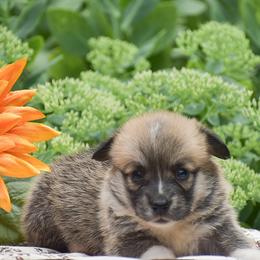 Honey - Red female Pembroke Welsh Corgi puppy in Lititz, Pennsylvania from GoldStar Corgis (License Number 18519)