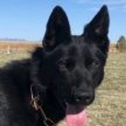 Cerera - German Shepherd