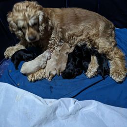 Annie - Cocker Spaniel