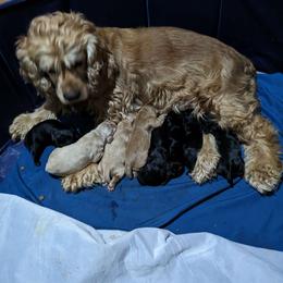 Annie - Cocker Spaniel