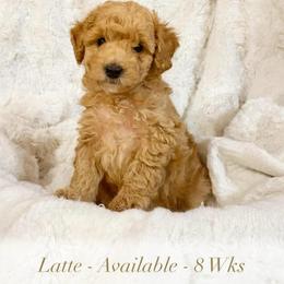 Latte - Apricot female Poodle puppy in Ephrata, Pennsylvania from Ella’s Cottage Poodles