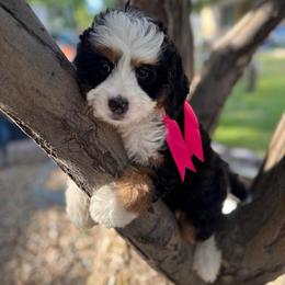 Maple - Tri-color female Bernedoodle puppy in Herriman, Utah from Gypsi Doodles & Poodles LLC.