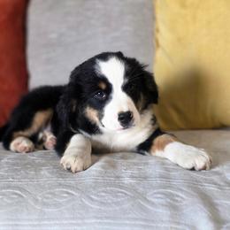 Cashew - Black tri female Miniature Australian Shepherd puppy in Killen, Alabama from Wilkers Wholehearted Mini Aussies