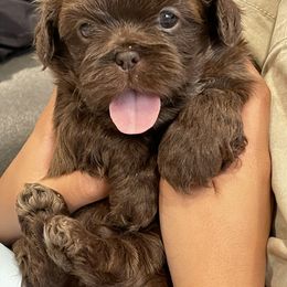 Shih Tzu Puppies from Shihtzus.Sc