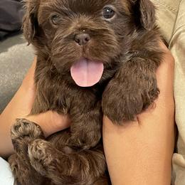 Shih Tzu Puppies from Shihtzus.Sc
