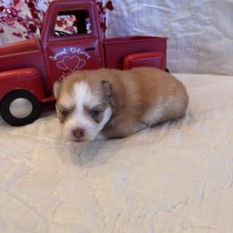 Rose - Chocolate female Pomsky puppy in Bucyrus, Missouri from Hill Top Pomskies