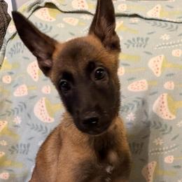 Trigger - Fawn male Belgian Malinois puppy in Alger, Michigan from Aspen’s Edge Kennel