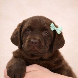 Angel - Chocolate female Labrador Retriever puppy in Wauconda, Illinois from Oksana's Labrador Retrievers