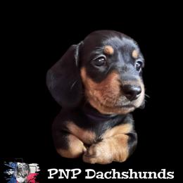 Miss Rayna - Black and tan female Dachshund puppy in Ben Wheeler, Texas from P&P Dachshunds