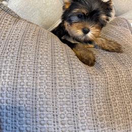 Daisy - Black and gold female Yorkshire Terrier puppy in Dublin, California from Michelle’s Yorkies