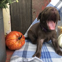 Dilute Retriever and Labrador Retriever Puppies from CKB Labradors