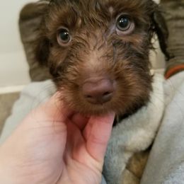 Aussiedoodle Puppies from Silver Creek Aussiedoodles