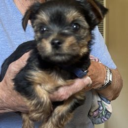 Yorkshire Terrier Puppies from Charla Meeks