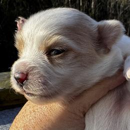 Abigail (Girl 1) - white and lemon female Companion Cross puppy in Rocky Top, Tennessee from WayMakers Papillons & Poodles