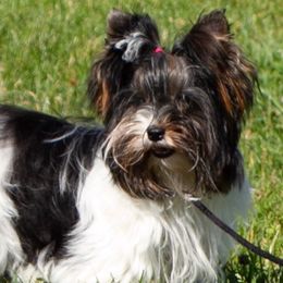 Biewer Terriers, Cotons de Tulear, Havanese, and Pugs from Liberty Show Dogs