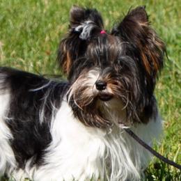 Biewer Terriers, Cotons de Tulear, Havanese, and Pugs from Liberty Show Dogs