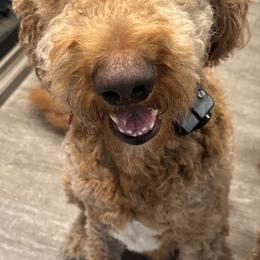 Butler - Goldendoodle
