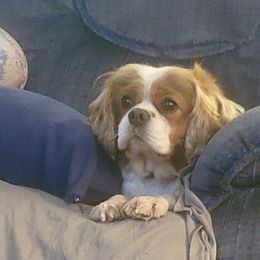 Ellie - Cavalier King Charles Spaniel