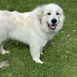 Great Pyrenees All Grown Up from McCarthy Ranchette