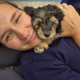 Yorkipoo Puppies from TheSocialk9