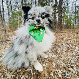 Manuka - Blue merle female Pomeranian puppy in Buck Valley, Pennsylvania from Buck Valley Pomeranians