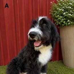 BW 4 - Black and white male Bernedoodle puppy in North Zulch, Texas from Sweet Pup Schnauzers