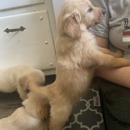 Golden Retriever Puppies from Hearth & Homestead