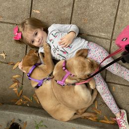 Labrador Retriever Puppies from Spring Water Labs of the Carolinas