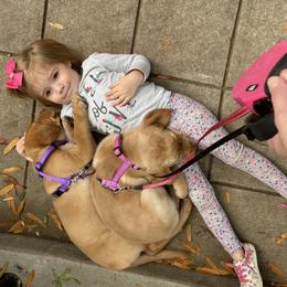 Labrador Retriever Puppies from Spring Water Labs of the Carolinas