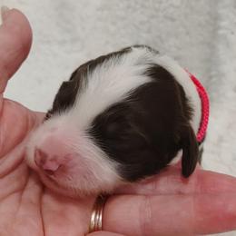 Aussiedoodle Puppies from Southern Charm Doodles